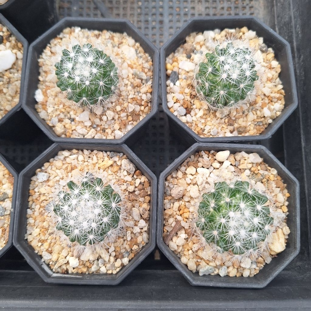 กระบองเพชร (Cactus) แมมแคนดิด้า (Mammillaria Candida) ไม้ชำหน่อ จัดส่งแบบถอดกระถาง ลักษณะตามภาพ