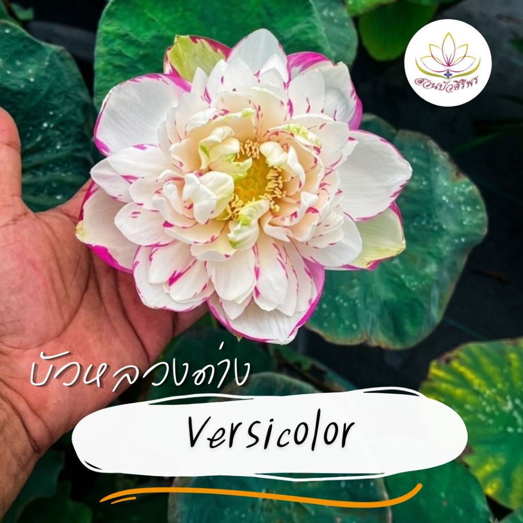 บัวหลวง Versicolor บัวหลวงด่างพรีเมียม ขาวแต้มชมพู สะกดทุกสายตา