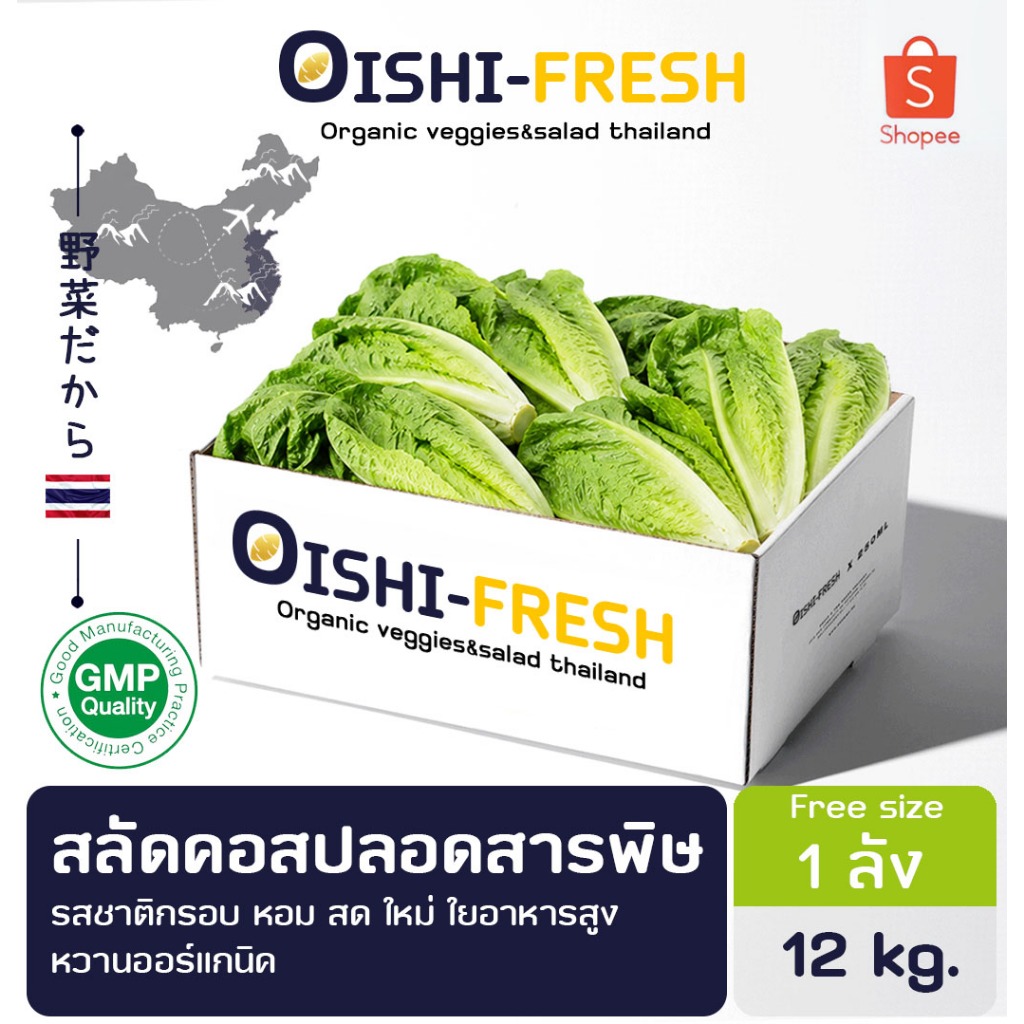 🚨ส่งด่วน🥢ร้านอาหาร🥬ผักสลัดคอส ปลอดสารพิษ 12 กก. ผักร้านอาหาร ผักยกลัง ผักราคาส่ง ผักชาบู ผักโรงแรม ส่ง 24 ชม.