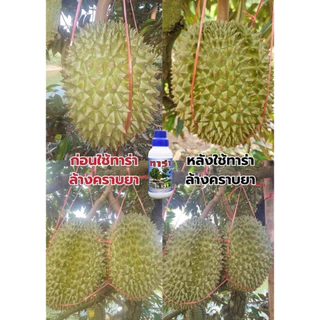 ทาร่าป้องกันยับยั้งเชื้อราทุเรียน พร้อมทั้งยังใช้ล้างสารตกค้างที่ผิวผลทุเรียนได้