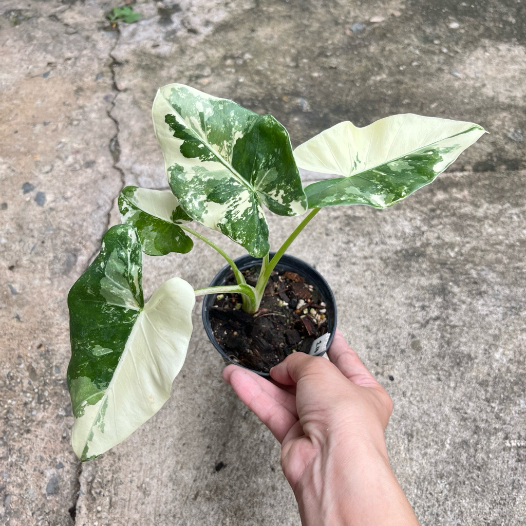 บอนกระดาด🔥 Hot🔥บอนกระดาษ ต้นบอนกระดาดด่าง  Alocasia macrorrhizos (L.) G.Don