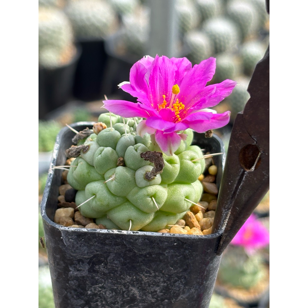 ชูแมนหนามเดี่ยว mammillaria schumannii single spine กระถาง 2 นิ้ว