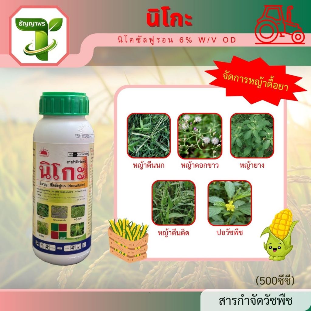 นิโกะ (นิโคซัลฟูรอน 6% W/V OD) 500ซีซี ใช้ฉีดทับข้าวโพดเพื่อกำจัดหญ้าใบแคบและใบกว้าง