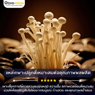 🛒Oishi-Fresh🍄‍เห็ดเข็มทอง ปลอดสารพิษ 1 แพ็ค 200 ก. รสชาติกรอบ สด ใหม่ ใยอาหารสูง หวานออร์แกนิค ผักเคลมได้ 1-2 วัน