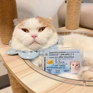 บัตรประชาชนสัตว์เลี้ยง 🐱 บัตรแข็ง PVC (ทักร้านค้าก่อนกดสั่งซื้อ) Pet ID Card