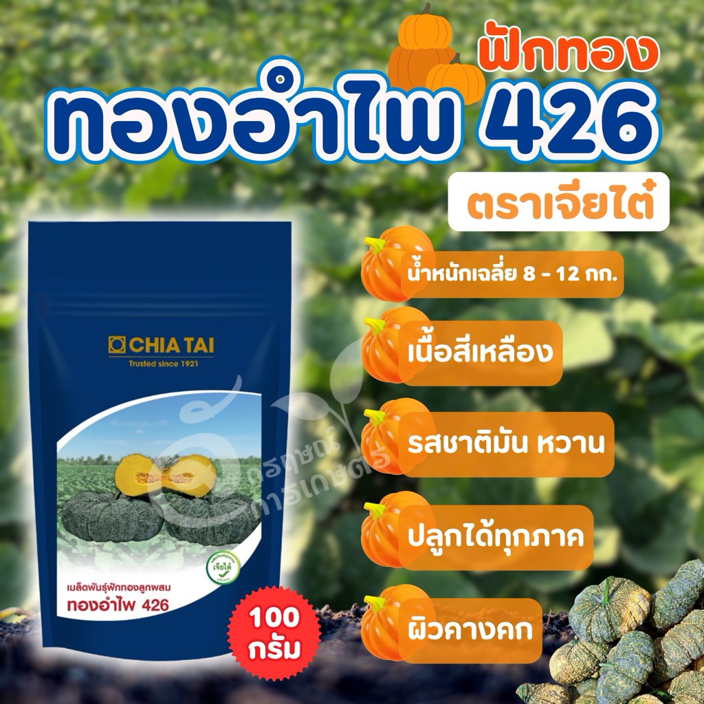 ฟักทอง ทองอำไพ426 ตราเจี้ยไต๋ ขนาด 100 กรัม