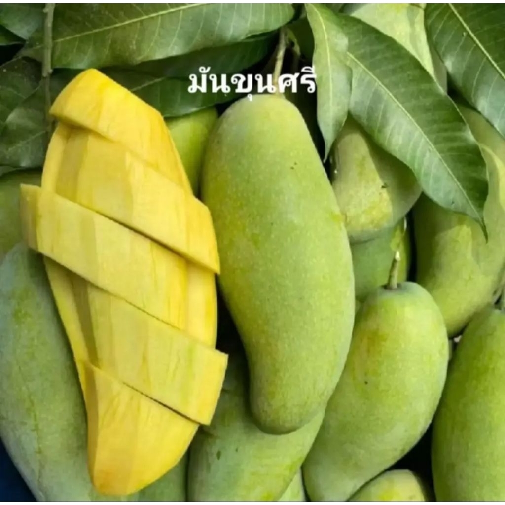 ต้นพันธุ์มะม่วงมันขุนศรีมะม่วงมัน3รสสุกหวานหอมเนื้อไม่มีเสี้ยน