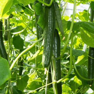 แตงกวาญี่ปุ่น 10 เมล็ด🥒 [10แถม2 คละได้]เมล็ดสมบูรณ์ อัตรางอกสูง