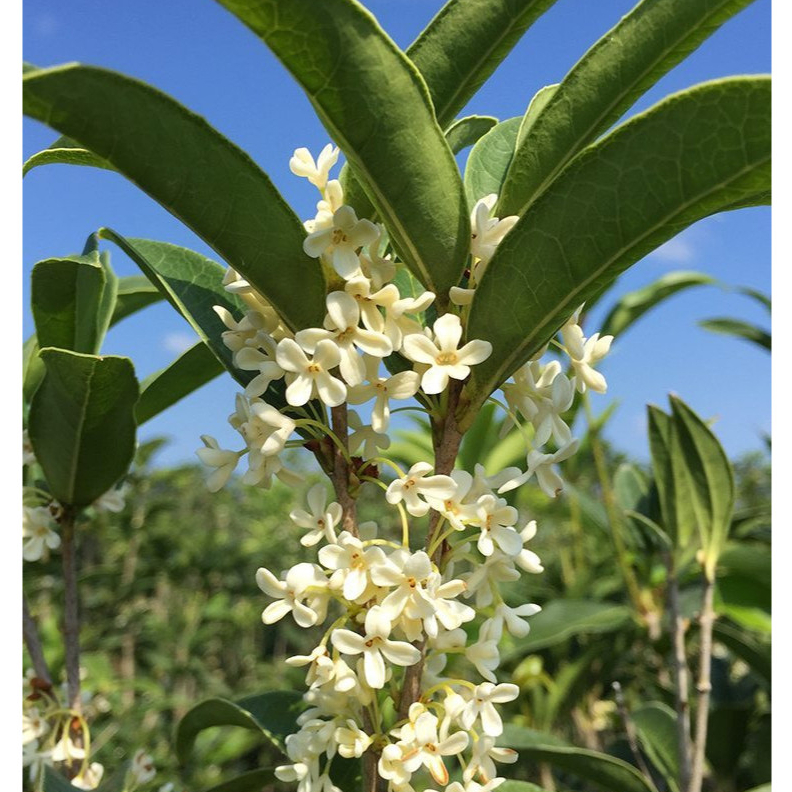 ต้นหอมหมื่นลี้ (กุ้ยฮวา) ไม้ดอกกลิ่นหอมไกลหอมนาน sweet osmanthus, sweet olive
