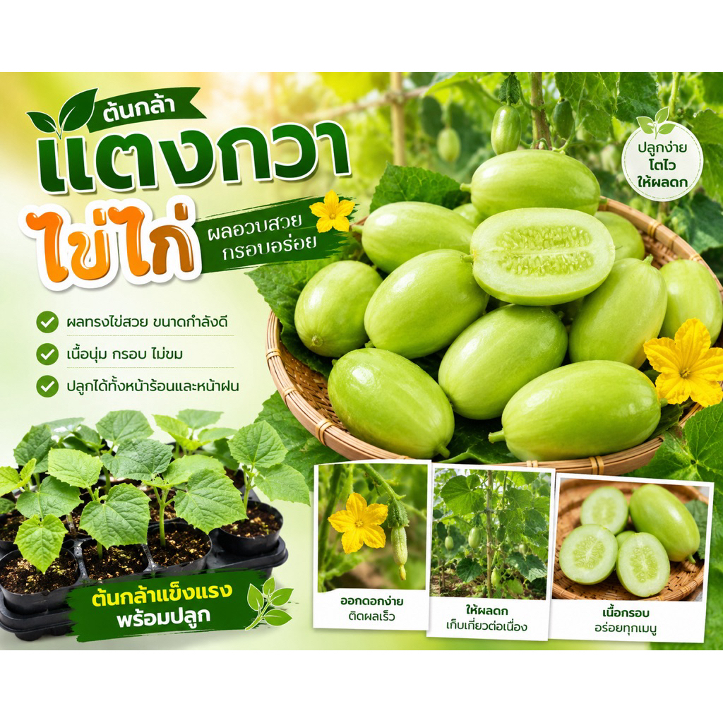 ต้นกล้าแตงกวาไข่ไก่ ปลูกในเข่งในกระถางได้
