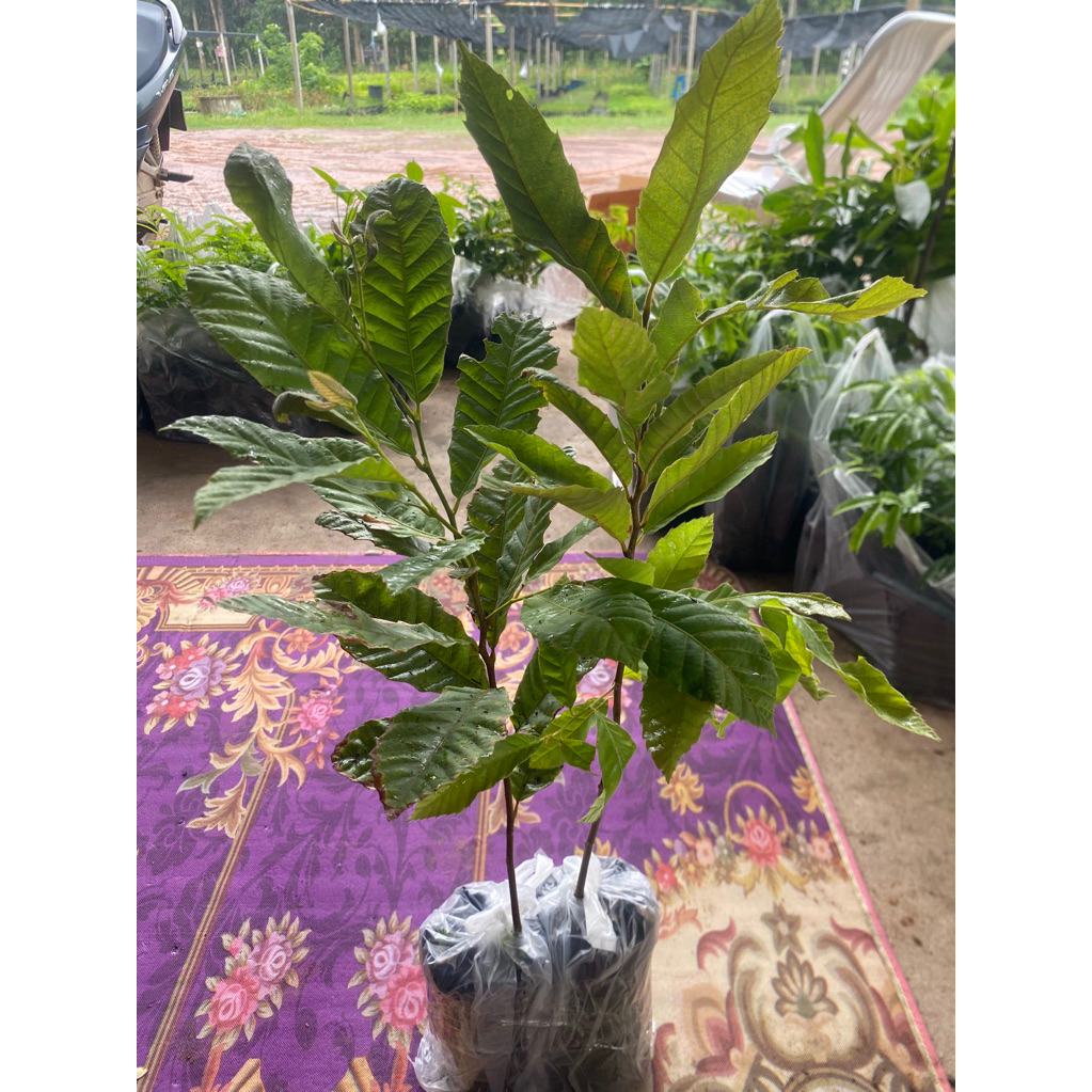 🌳🍒ต้นเกาลัดจีน พันธุ์ วาวี 2🌳🍒