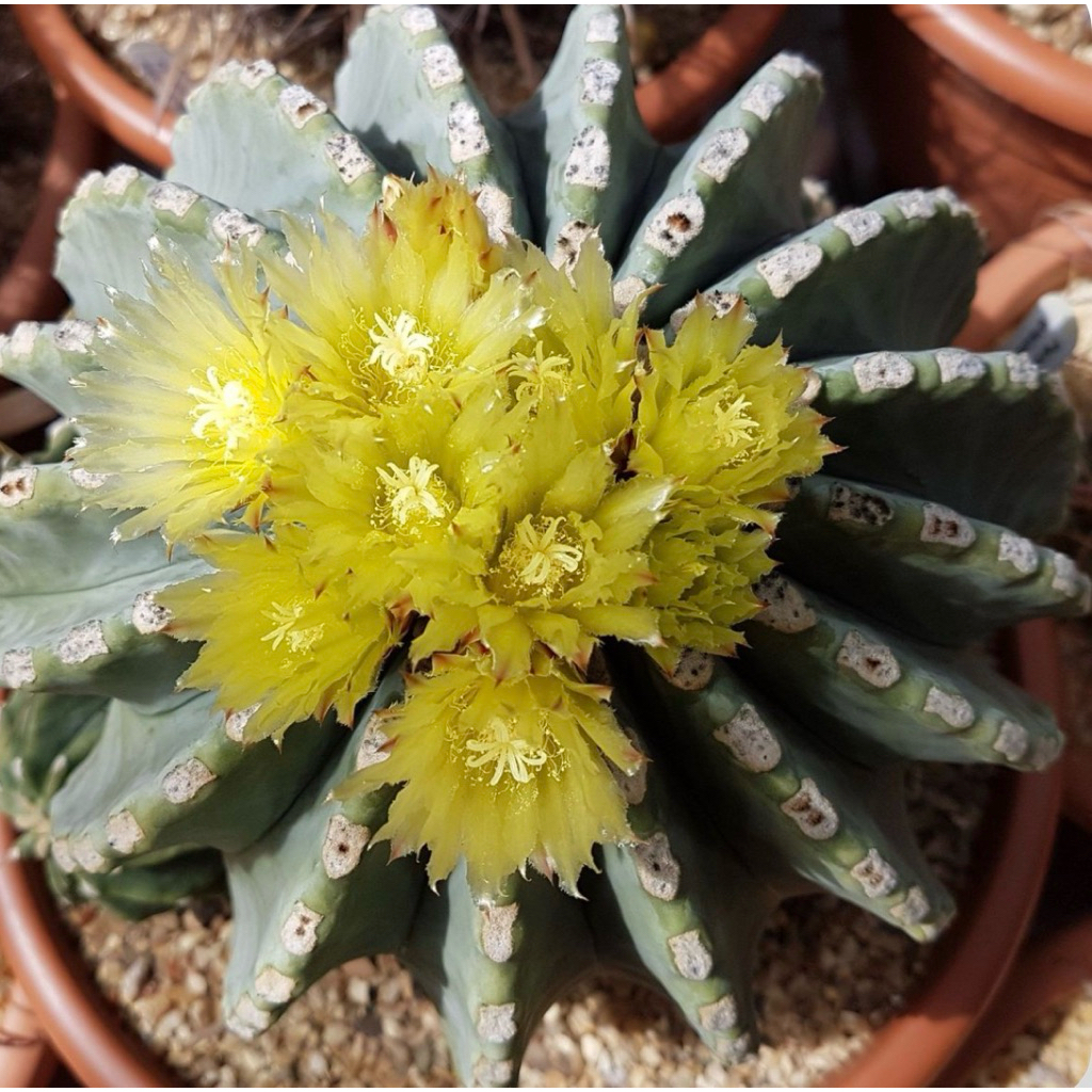 เฟอโรไร้หนาม กระถาง 3“นิ้ว Ferocactus Glaucescens Inermis