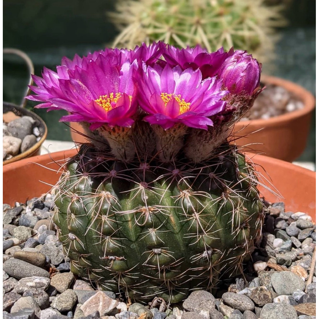 โนโตอูเบลดอกม่วงซ้อนสวยมาก ไม้หายาก Notocactus uebelmannianus