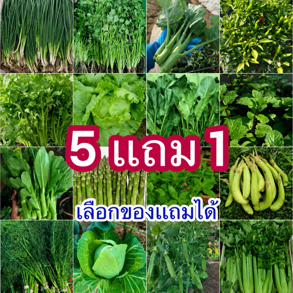 ค่าส่งถูก📍เมล็ดพันธุ์ผักสวนครัว🌱 ซื้อ 10 เเถม2 [ได้ไป12ชิ้น]🔥เลือกของเเถมได้