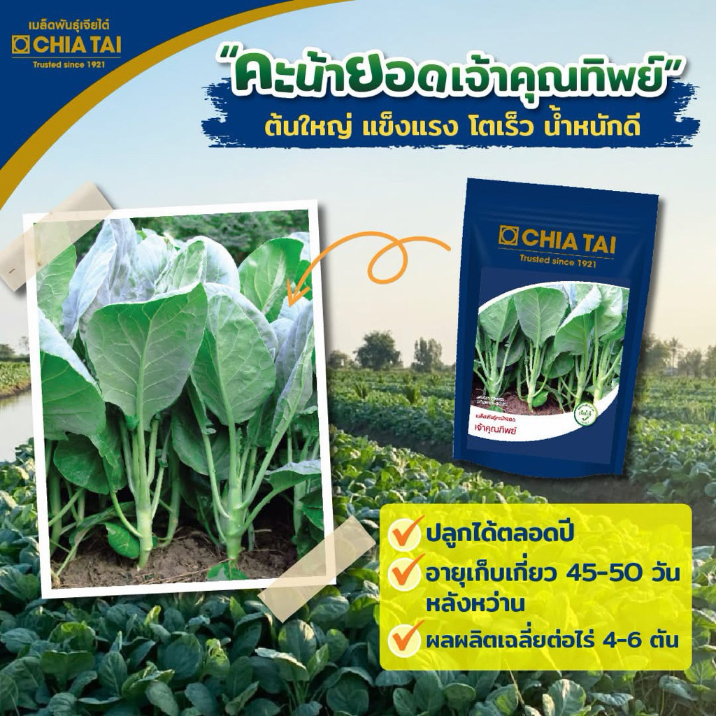 คะน้ายอดเจ้าคุณทิพย์ 500กรัม คะน้ายอด OP เบอร์หนึ่งของเจียไต๋ ต้นใหญ่ แข็งแรง โตเร็ว น้ำหนักดี