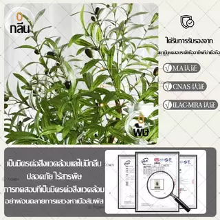 【ซื้อ 1 แถม 1】 ต้นมะกอกปลอม ต้นไม้ปลอม ต้นไม้ปลอมใหญ่ 120/150/180cm ลำต้นสีน้ำตาลเหมือนของจริง