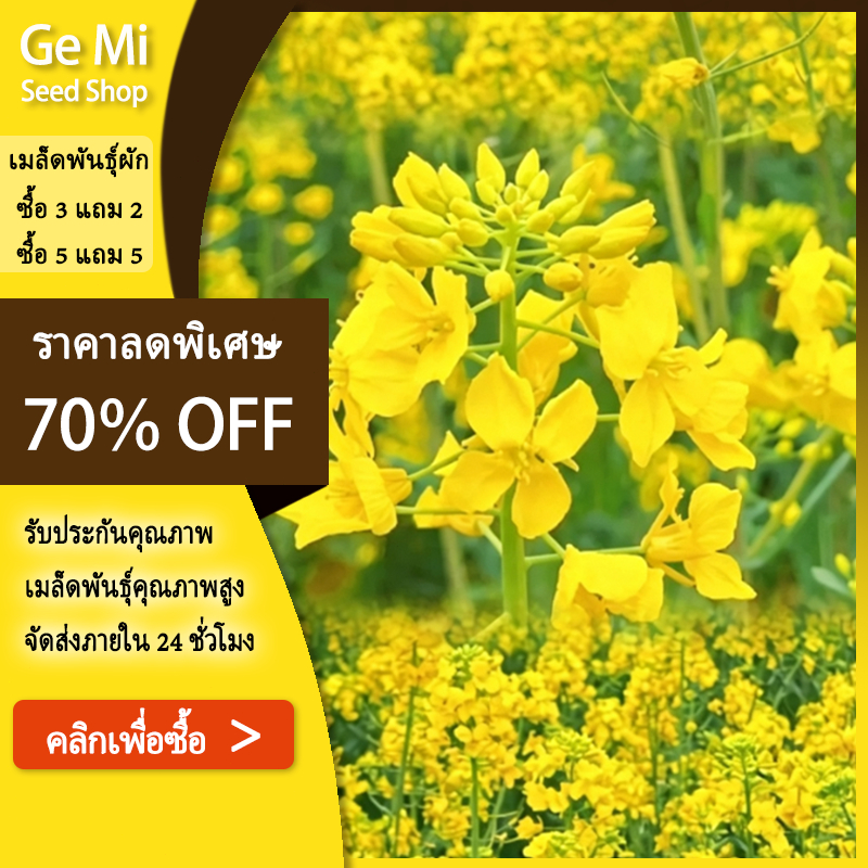 GEMI เมล็ดพันธุ์ คาโนลา 500 เมล็ด Canola RapeSeed ปลูกผัก สวนครัว ถูกดี เพาะง่าย โตไว