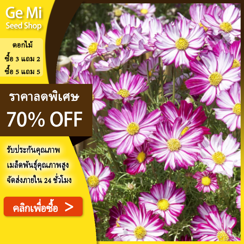 GEMI เมล็ดพันธุ์ ดอกคอสมอส บรรจุ 200 เมล็ด คุณภาพดี ราคาถูก ของแท้ 100%