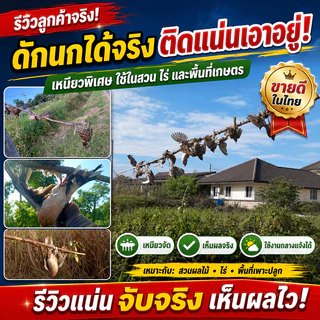 กาวดักนก สำเร็จรูป500g เหนียวทนแดดติดทนอเนกประสงค์ สามารถใช้เป็นกาวต่อนกดักหนูดักแมลงดักสัตว์ปีกดักศัตรูพืช ดักกระรอก