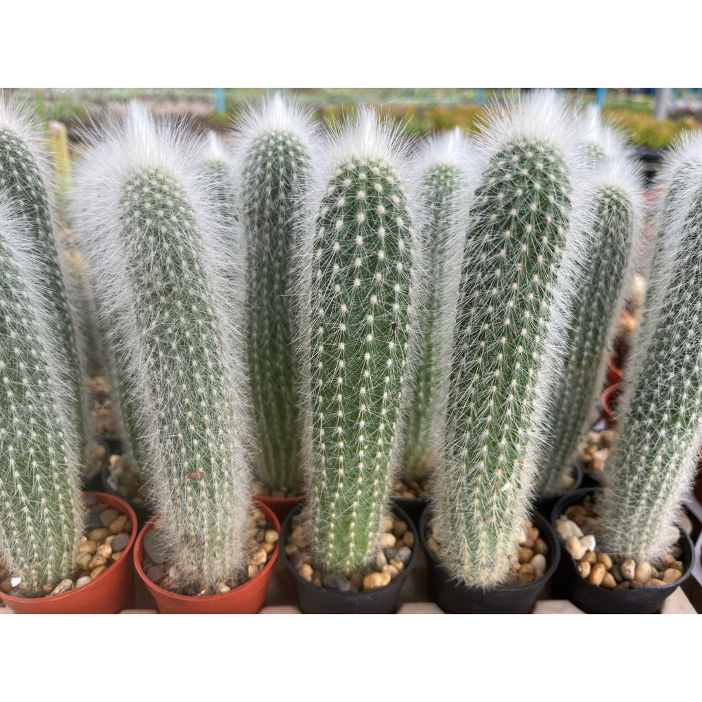 Echinocereus คบเงินไม้เมล็ด