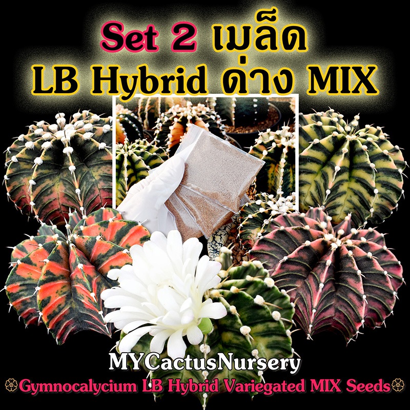 Set2 เมล็ดแอลบีด่างมิกซ์ Gymnocalycium LB Hybrid Variegated Seeds เมล็ดLBด่าง เมล็ดแอลบีด่างลูกผสม