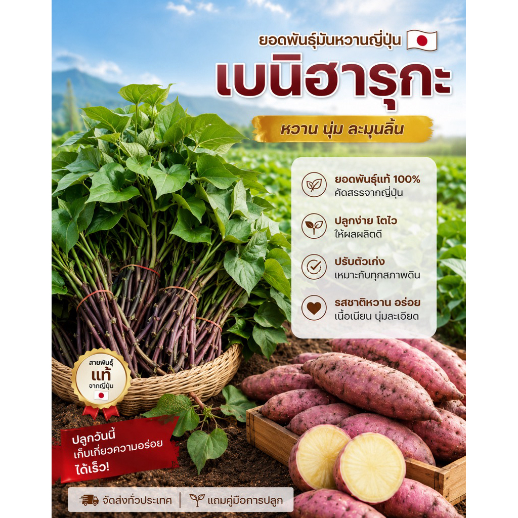 เบนิฮารุกะ100% 30ยอด 50บาท ยอดพันธุ์มันหวานญี่ปุ่น