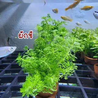 พร้อมส่ง ต้นไม้น้ำ สาหร่ายผักชี ต้นไม้น้ำให้ลูกปลาหลบซ่อน ต้นไม้ตกแต่งตู้ปลา
