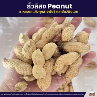 (5KG/10KG) ถั่วลิสง Peanut เกรดA นำเข้า อาหารนกแก้ว หนูแฮมสเตอร์ และสัตว์ฟันแทะ