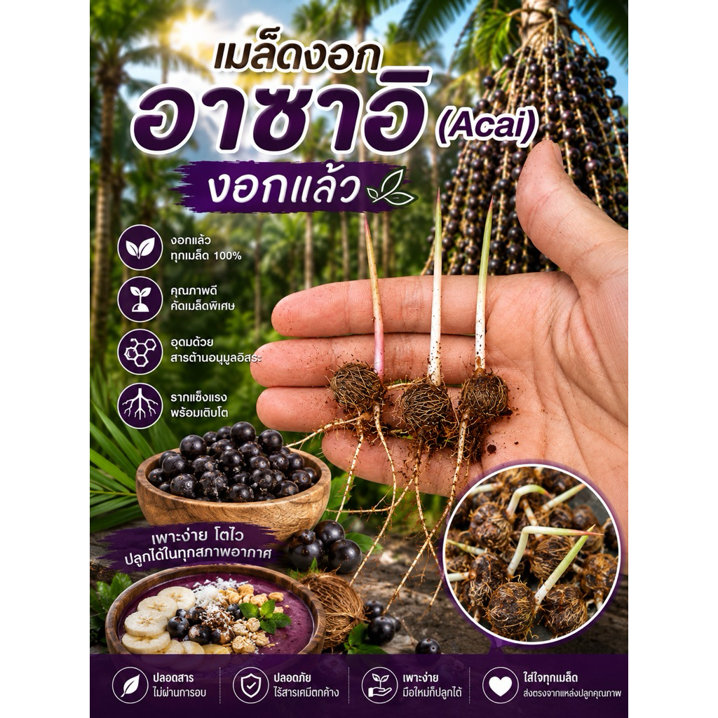 5 ต้นเพาะงอก อิซาอิ อาซาอิเบอร์รี่ Acai Acaiberry