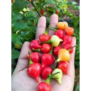 เมล็ดพันธุ์ พริกไบควินโฮ สีแดง คุณภาพดี ราคาถูก ของแท้ 100% - Biquinho Pepper - Thaiseed