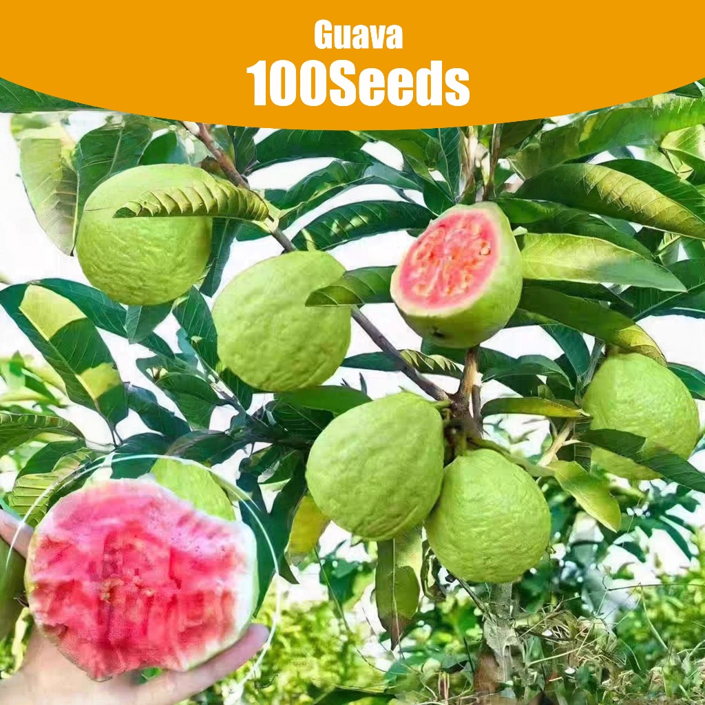 100pcs Guava Seeds for Easy Home Gardening