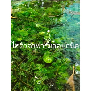 สาหร่ายหางกระรอกพุงชะโด&ฉัตร ฟาร์มออแกนิค 500กรัม คัดพิเศษต้นยาวๆ