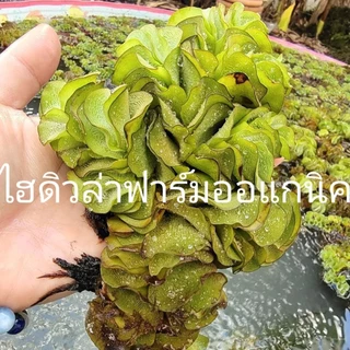 ดอกจอกกุหลาบ จอกแดงญี่ปุ่นจอกหูหนู/รังผึ้ง จอกหูช้าง ฟาร์มออร์แกนิค