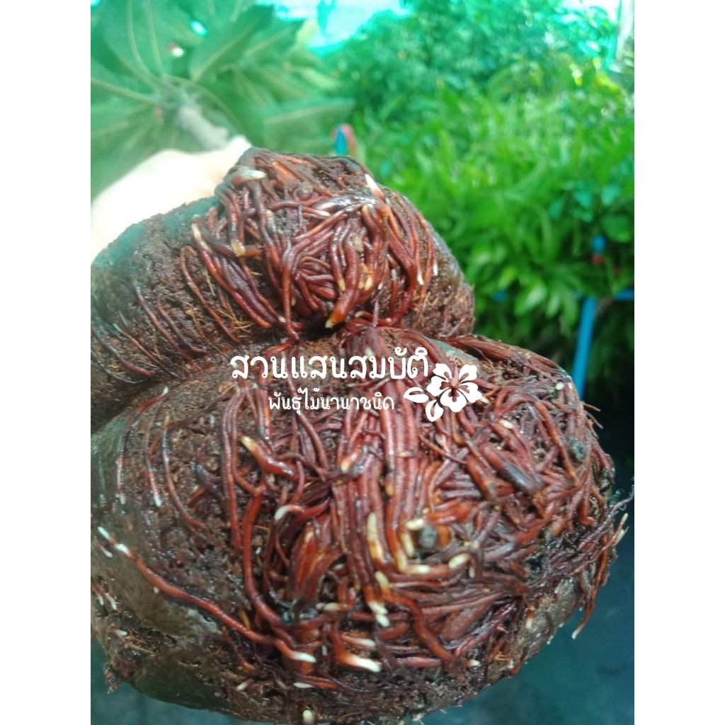 ต้นมะม่วงน้ำดอกไม้มัน ขนาดต้นสูง 80-150 เซนติเมตร รูปที่ 6