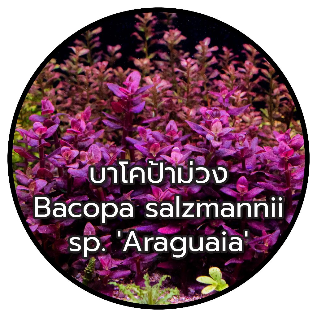 ต้นไม้น้ำ บาโคป้าม่วง bacopa salzmannii