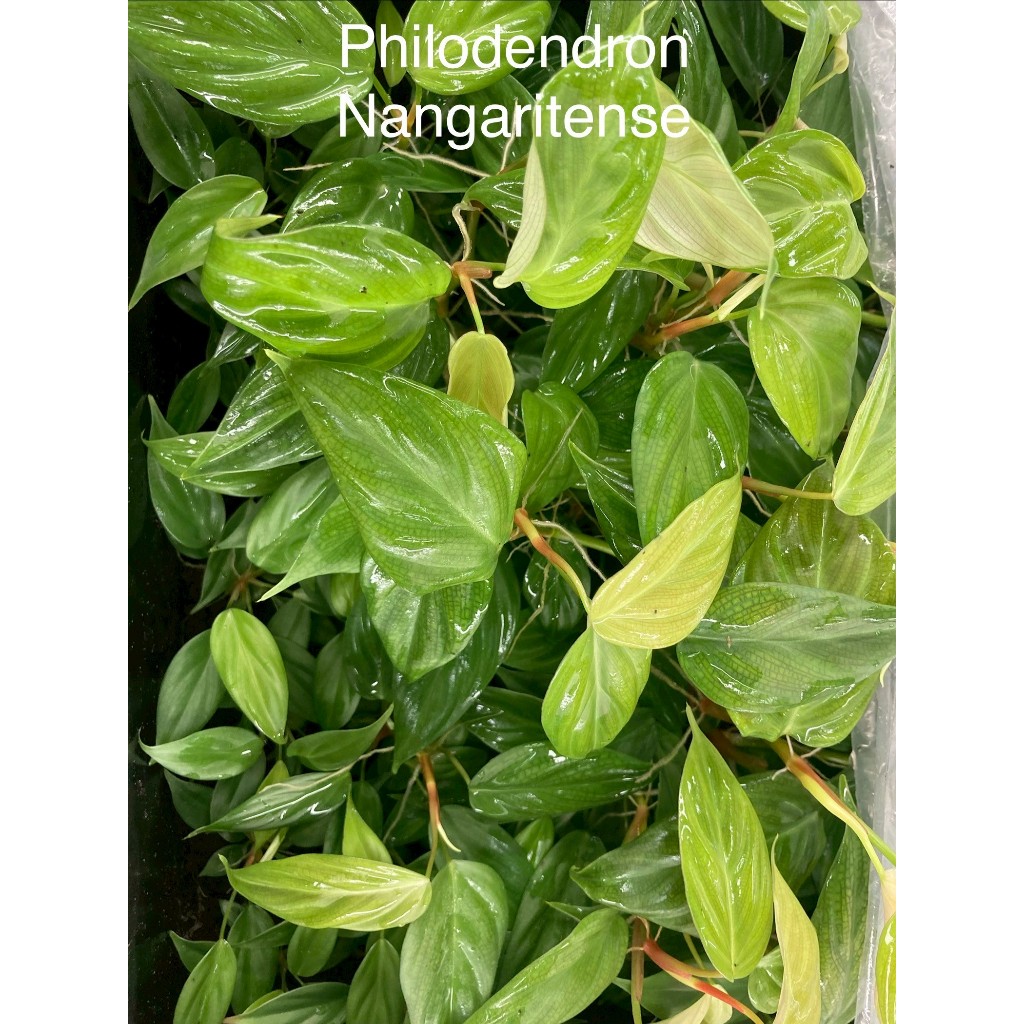 Philodendron Nangaritense | ไม้ปรับสภาพ ถอดกระถาง ห่อสแฟกนั่มมอสส่ง | พาน้องออกไปเติบโตกั๊นนนนนนน