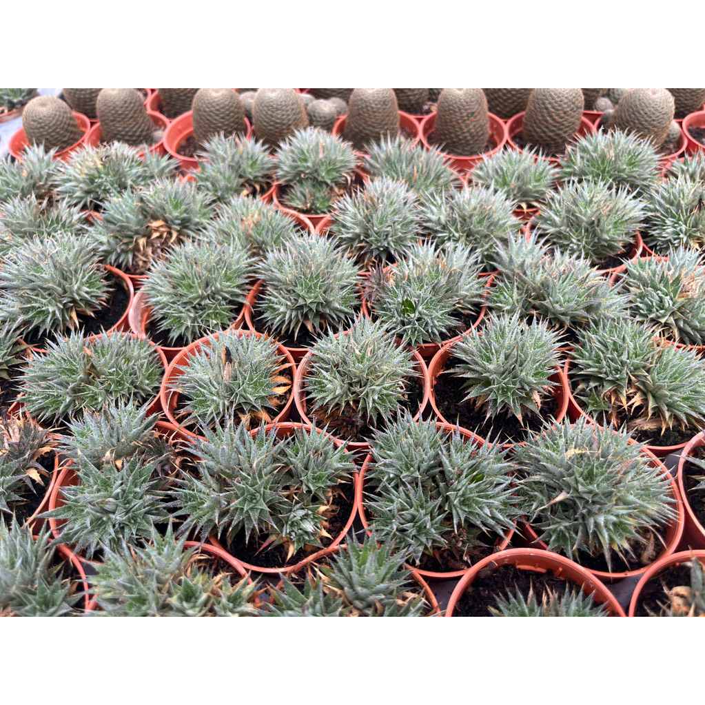 Deuterocohnia Brevifoliaสัปรดจิ๋ว