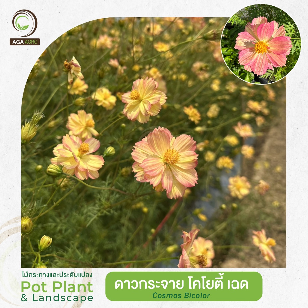 New!! 2026 AGA AGRO I "ดาวกระจาย โคโยตี้ เฉด" ใหม่! สีเหลืองอ่อน เมื่อดอกแก่จะเป็นสีชมพู 1,000 เมล็ด - Cosmos Bicolor