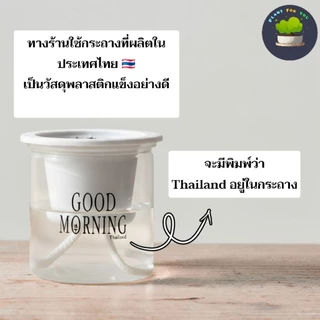 🌱ต้นไม้ฟอกอากาศ/ต้นไม้มงคล ต้นไม้ตั้งโต๊ะทำงาน (มีหลายชนิด) พร้อมกระถางรดน้ำอัตโนมัตGOODMORNING 4"นิ้ว ครบชุดพร้อมปลูก