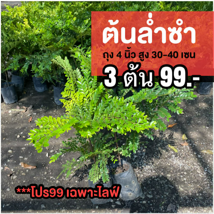 ต้นล่ำซำ (ชุด3ต้น) ความสูง 30-40 เซนติเมตร ถุง 4 นิ้ว