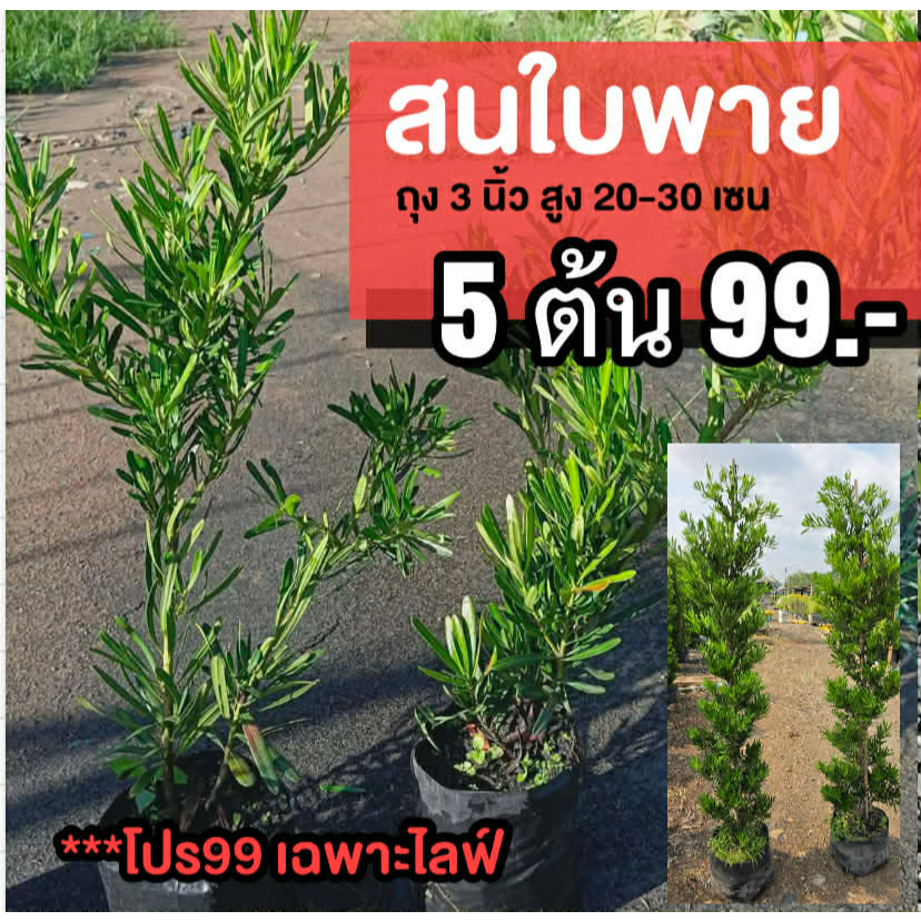 ต้นสนใบพาย (ชุด 5 ต้น)  ความสูง 20-30 เซนติเมตร กระถาง 6 นิ้ว