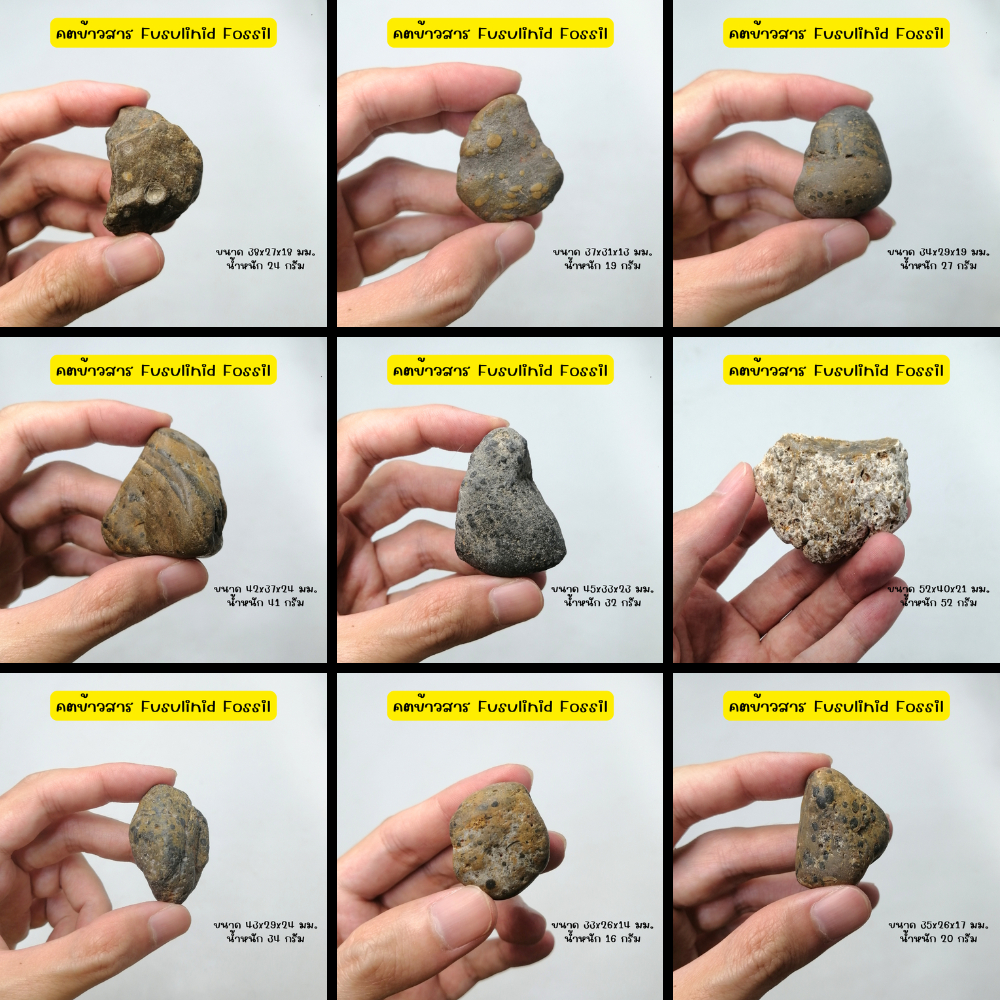 [ของแท้100%] ฟอสซิล คดข้าวสาร ฟิวซูลินิด Fusulinid Fossil สำหรับสะสม