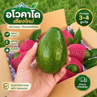 AVO DOI อโวคาโดสดจำนวน 1 กิโลกรัม ขนาด 3-4 ลูก จากเชียงใหม่