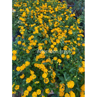 ผกากรอง สีเหลืองเลมอน เลื้อย พันธุ์ใหม่ มีหลายขนาด ดอกสีเหลืองสดไม่มีขาวปน