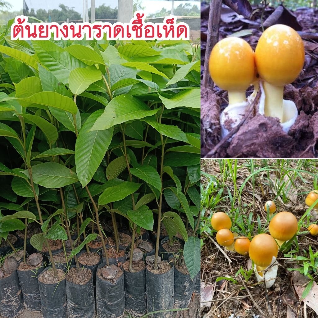 ต้นยางนาราดเชื้อเห็ด (ชุด 10 ต้น) ราดเชื้อเห็ดระโงกเหลือง,เห็ดเผาะ,เห็ดตับเต่า,เห็ดโคน
