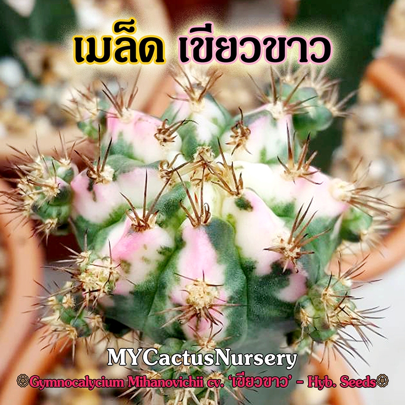 เมล็ดยิมโนเขียวขาว Gymnocalycium Green White Seeds เมล็ดยิมโนด่าง เมล็ด Gymno