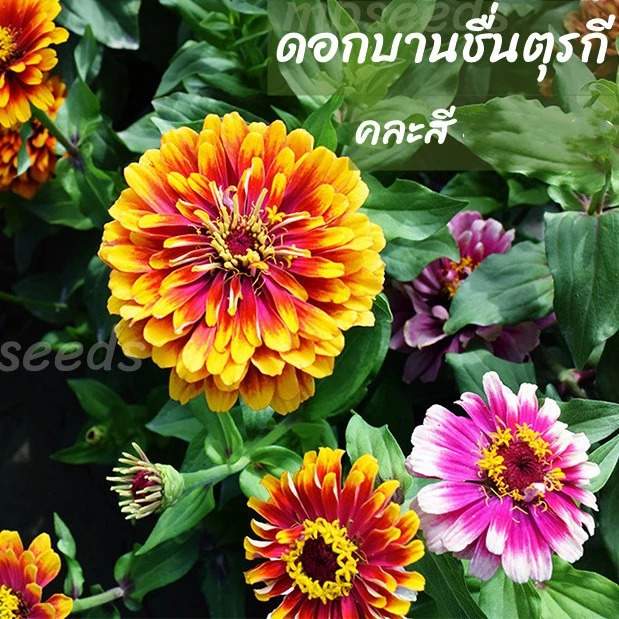เมล็ดพันธุ์ บานชื่นแฟนซี / บานชื่นตุรกี คละสี 0.5 กรัม ( 50+ เมล็ด) Mazurka & Macarena Zinnia Mix