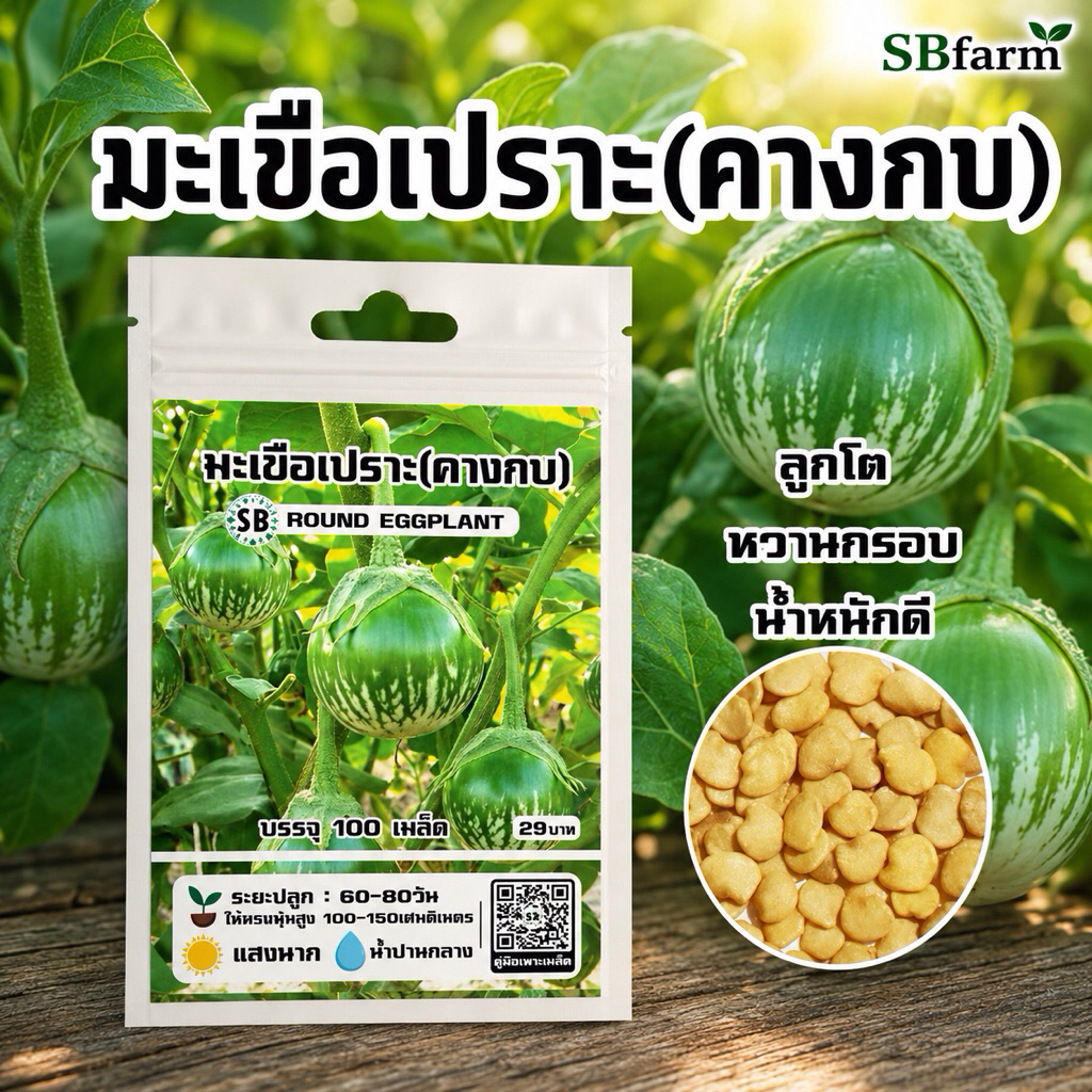 มะเขือเปราะ(คางกบ) บรรจุ 100 เมล็ด/ซอง โปรโมชั่น [ซื้อ 2แถม 1ซอง]