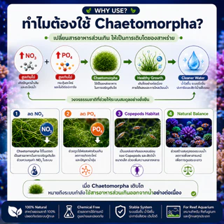 Chaetomorpha Macroalgae สาหร่ายคีโตมอร์ฟา สำหรับ Refugium | ช่วยดูดใช้ NO3 PO4 | เพิ่มพื้นที่อาศัย Copepods | ตู้ทะเล Re