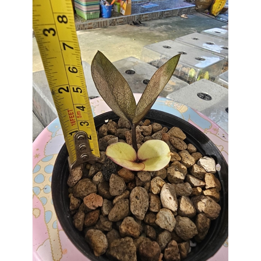Zamioculcas zamiifolia Akebono Black Var..
